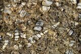 Fossil Freshwater Snails (Elimia) In Limestone - Wyoming #324606-1